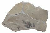 Pennsylvanian Fossil Fern (Neuropteris) Plate - Kentucky #224639-1